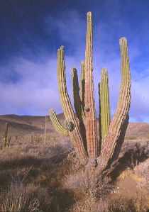 Kandelaber Kaktus
